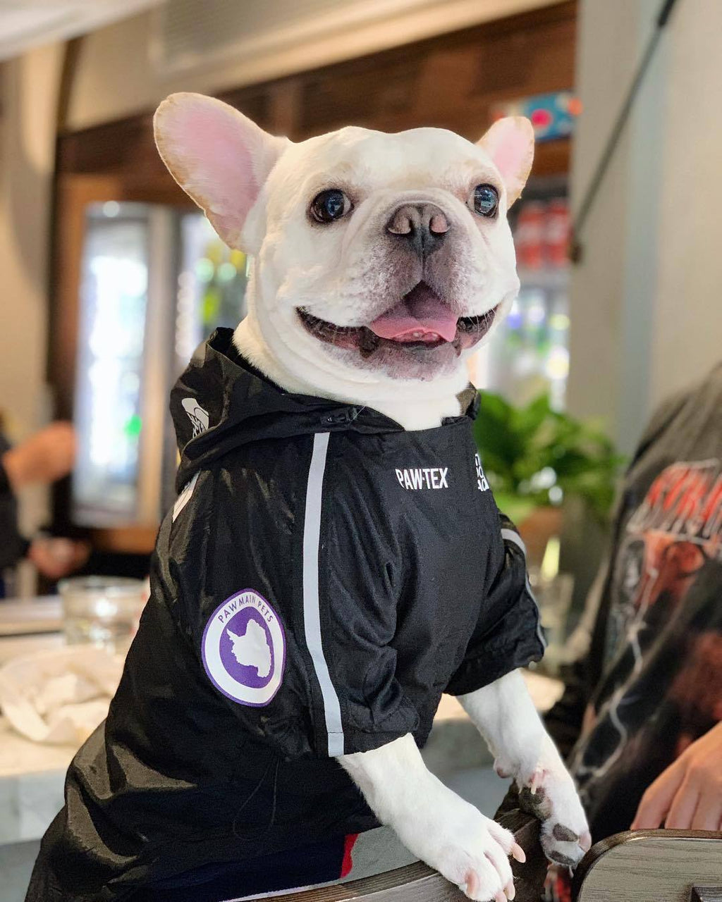 Dog Waterproof Jacket for Pets