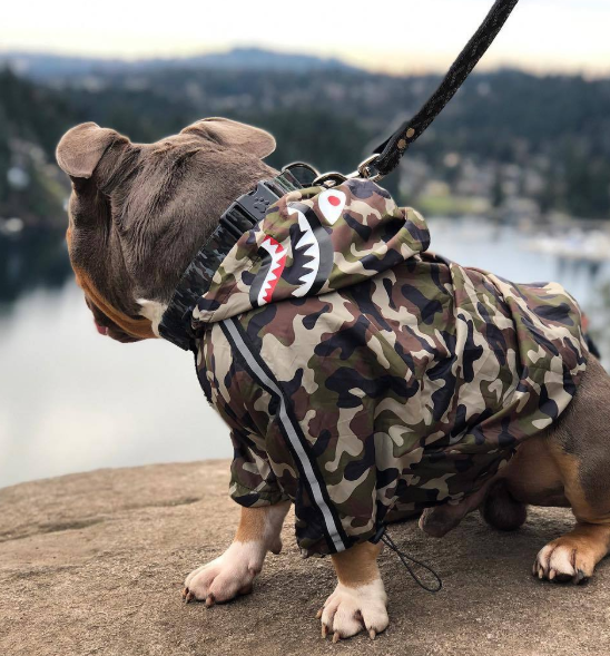 Dog Waterproof Jacket for Pets