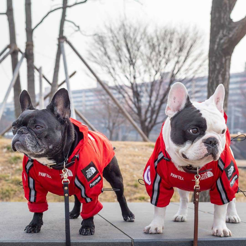 Dog Waterproof Jacket for Pets