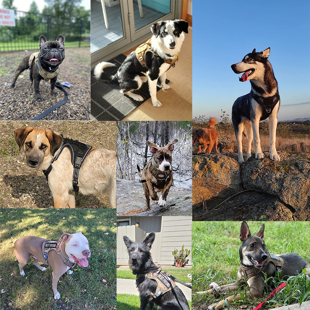 Reflective Dog Harness for Outdoor Training – Nylon, 10 Colors & 4 Sizes