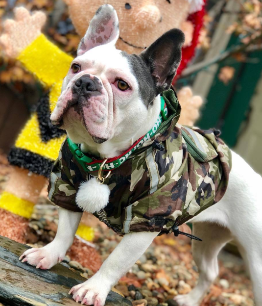 Dog Waterproof Jacket for Pets