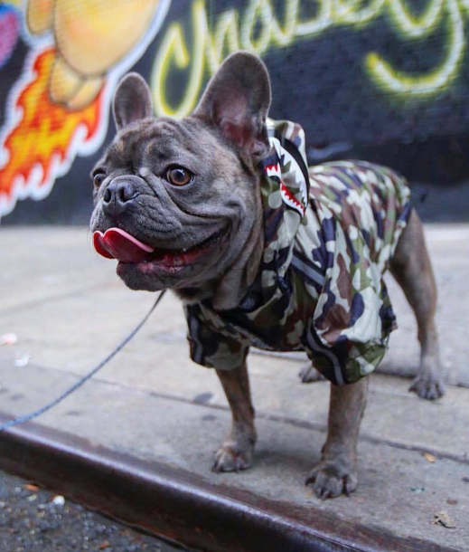 Dog Waterproof Jacket for Pets