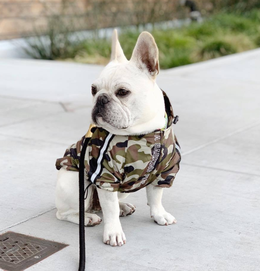 Dog Waterproof Jacket for Pets